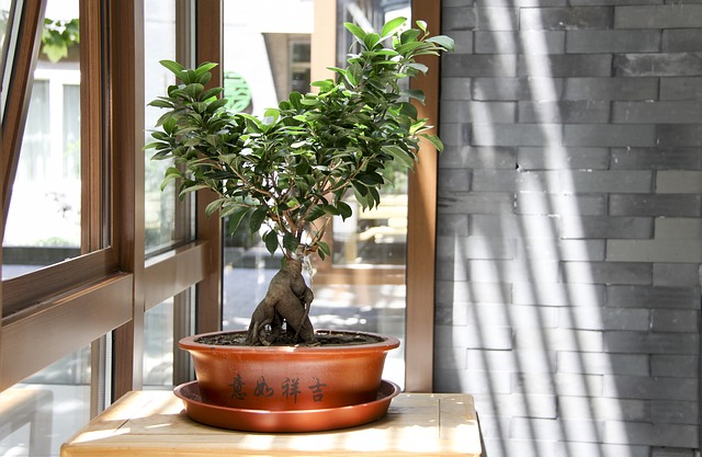 Ogrodowe drzewko bonsai