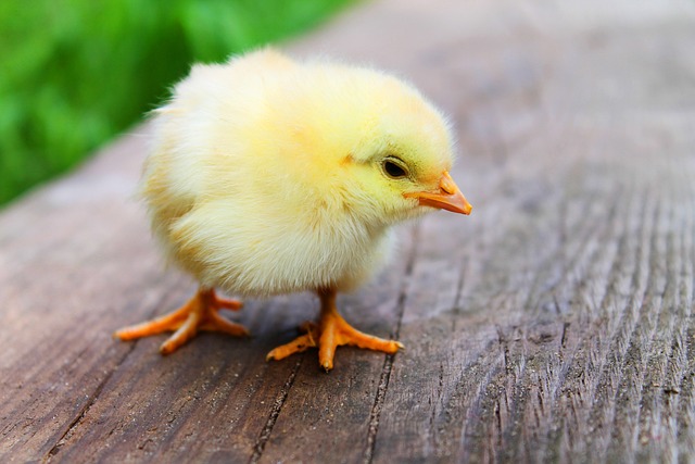 Jak zamarynować kurczaka żeby był soczysty?