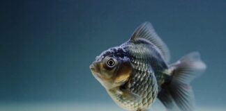 Jakie rybki mogą żyć bez pompki?