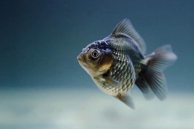 Jakie rybki mogą żyć bez pompki?