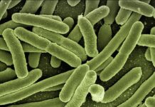 Jak pozbyć się bakterii z organizmu?