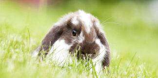 Jakie są najlepsze przysmaki dla królików